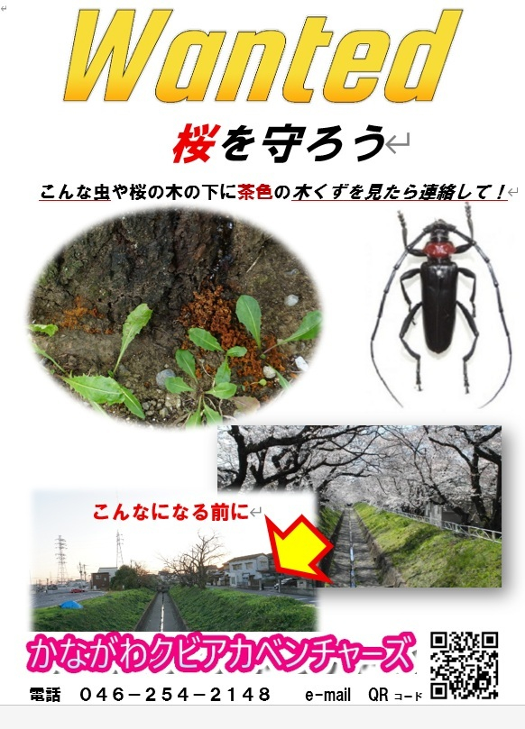 クビアカベンチャーズ　